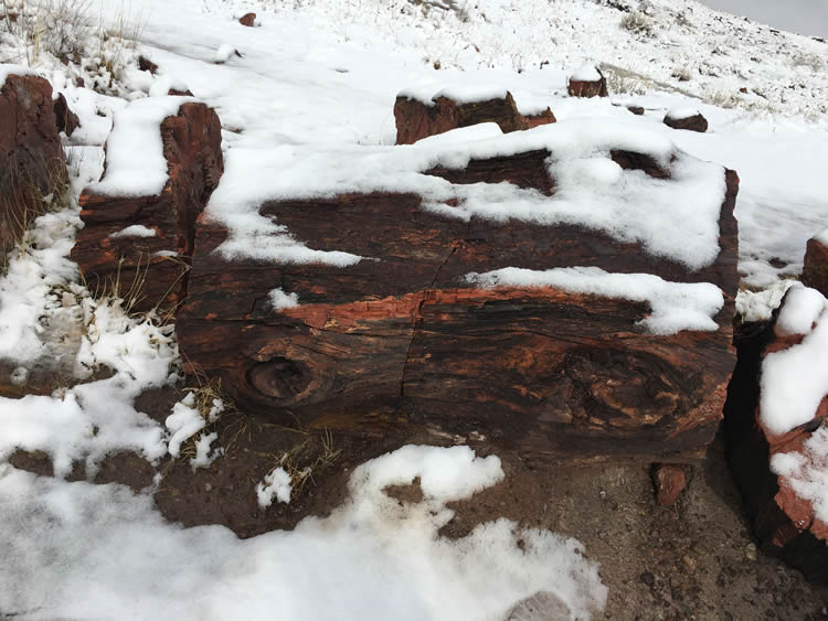 Petrified Forest NP